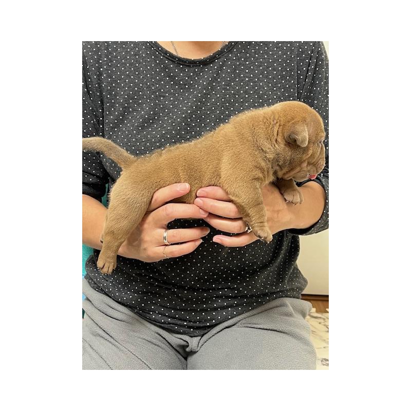 販売中の大阪府のエキゾチックブリー-435034の2枚目