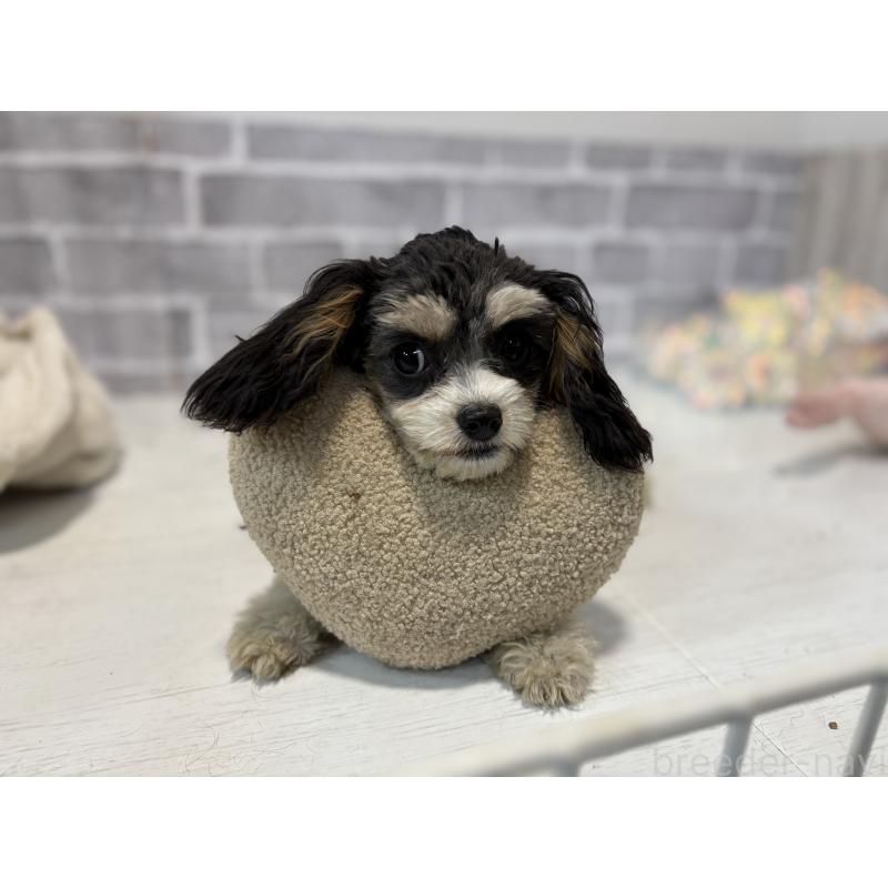 成約済の東京都のキャバプー:キャバリア×トイプードル-408771の5枚目