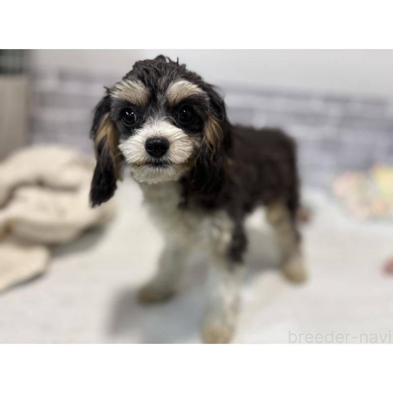 成約済の東京都のキャバプー:キャバリア×トイプードル-408771の4枚目