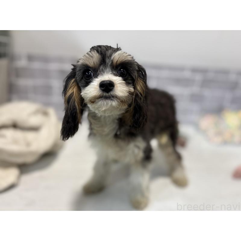 成約済の東京都のキャバプー:キャバリア×トイプードル-408771の3枚目