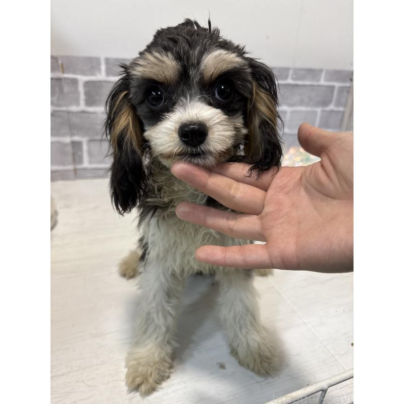 成約済の東京都のキャバプー:キャバリア×トイプードル-408771の2枚目