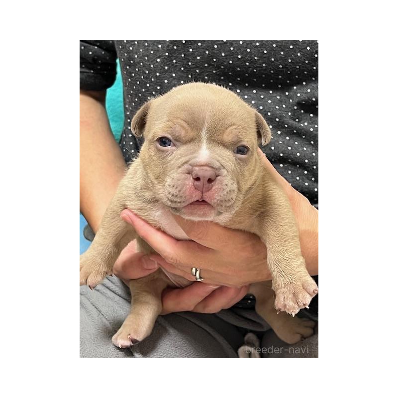 販売中の大阪府のエキゾチックブリー-435035