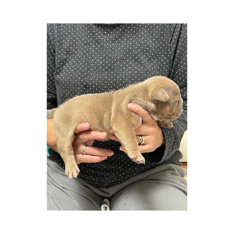 販売中の大阪府のエキゾチックブリー-435035の2枚目