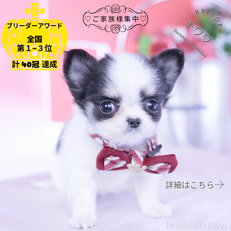 販売中の愛知県のチワワ(ロングコート)-432087