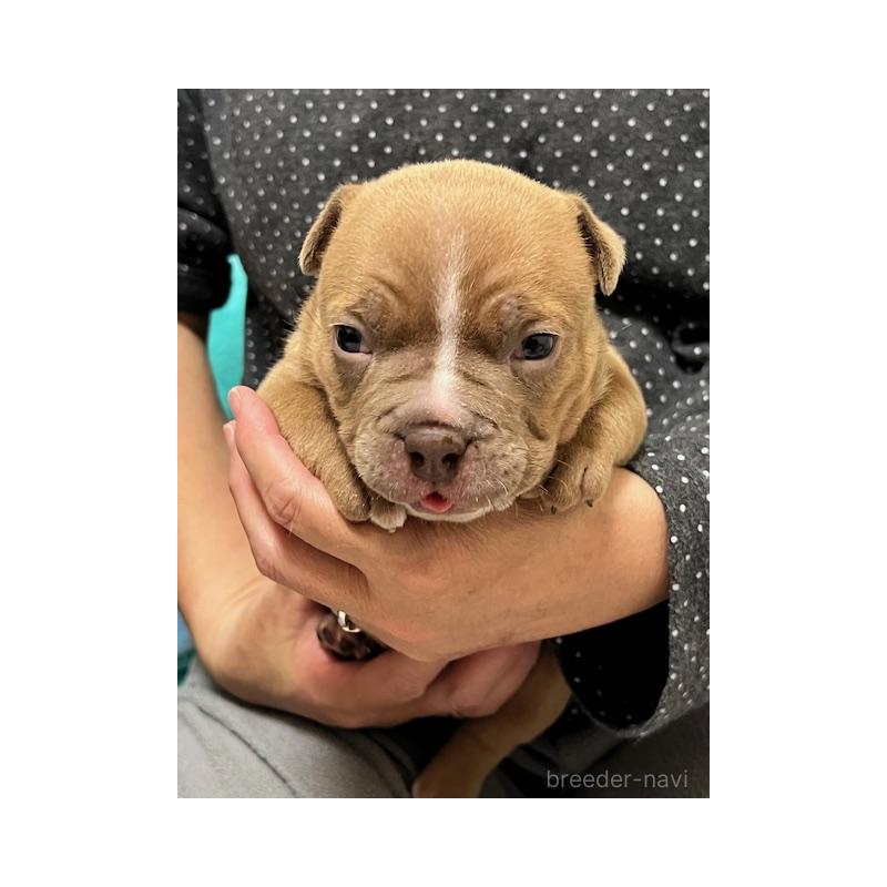 販売中の大阪府のエキゾチックブリー-435036