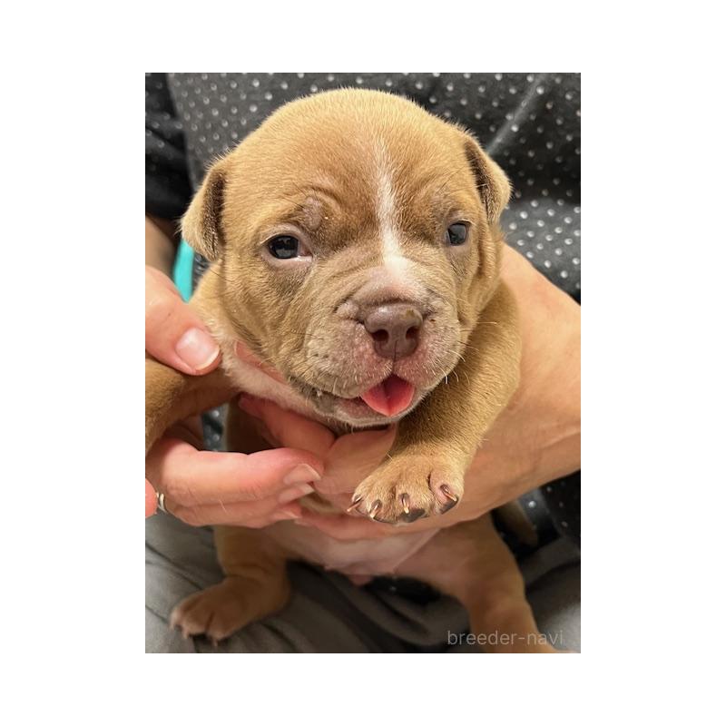 販売中の大阪府のエキゾチックブリー-435036の3枚目