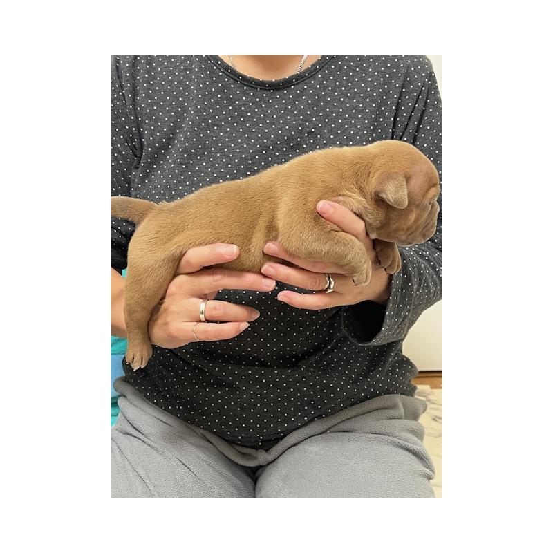 販売中の大阪府のエキゾチックブリー-435036の2枚目