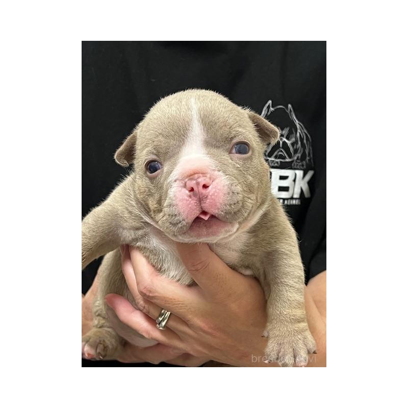 販売中の大阪府のエキゾチックブリー-435037の1枚目