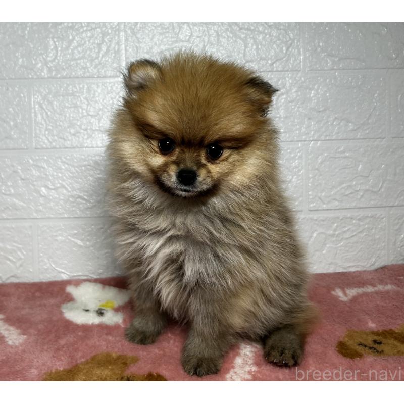 販売中の埼玉県のポメラニアン-435038の7枚目