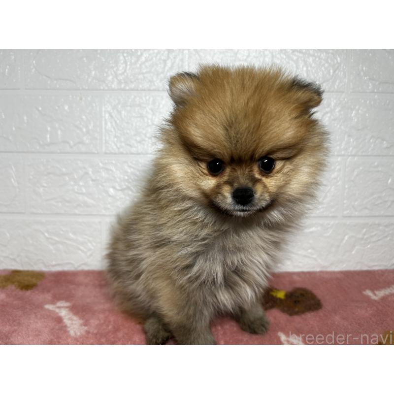 販売中の埼玉県のポメラニアン-435038の6枚目