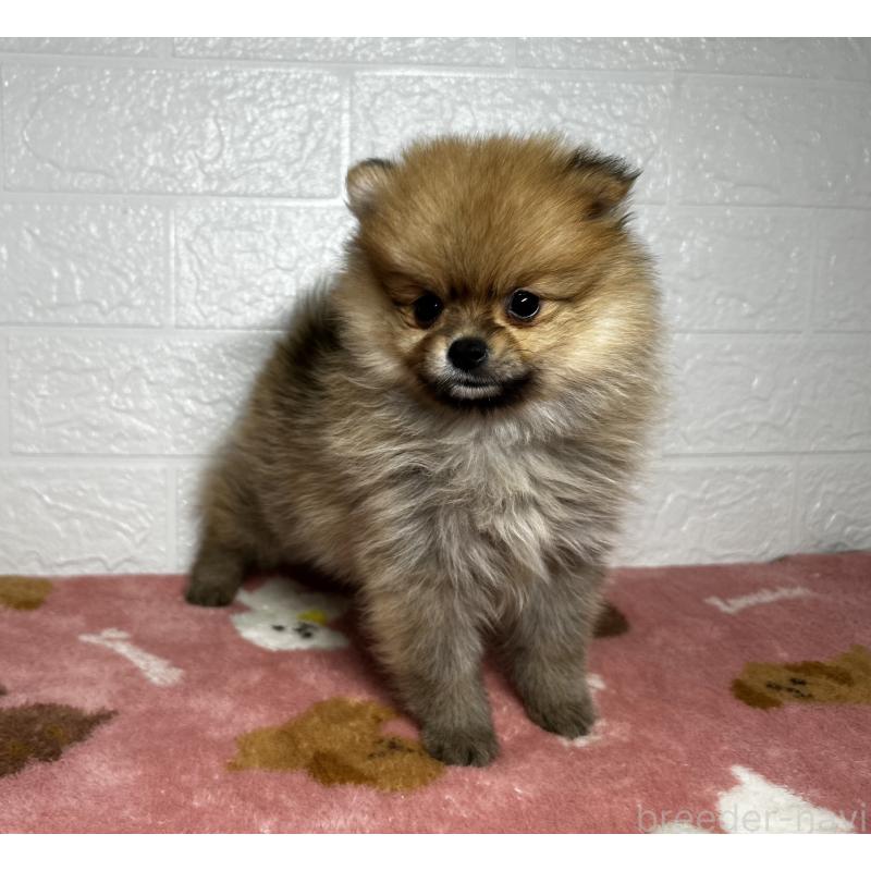 販売中の埼玉県のポメラニアン-435038の4枚目