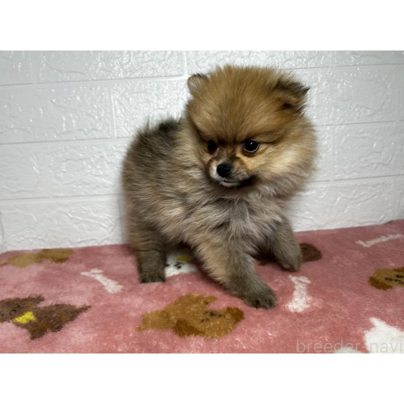 販売中の埼玉県のポメラニアン-435038の3枚目