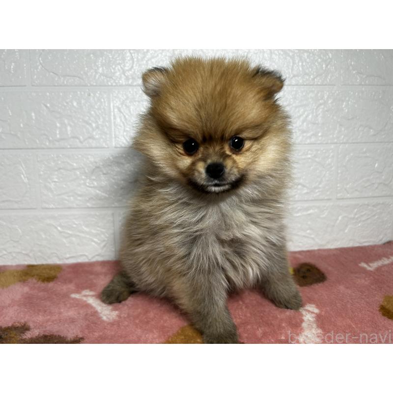 販売中の埼玉県のポメラニアン-435038の2枚目
