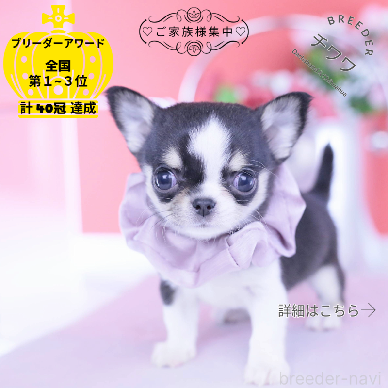 販売中の愛知県のチワワ(スムースコート)-432086