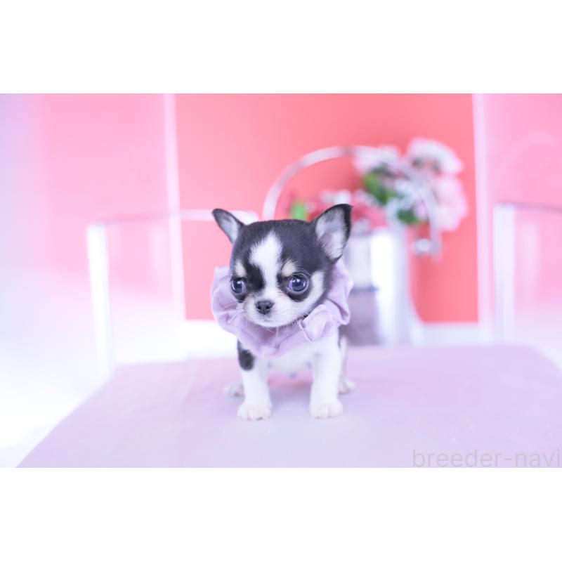 成約済の愛知県のチワワ(スムースコート)-432086の14枚目