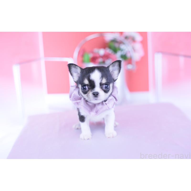 成約済の愛知県のチワワ(スムースコート)-432086の13枚目