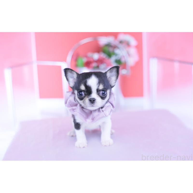 成約済の愛知県のチワワ(スムースコート)-432086の12枚目