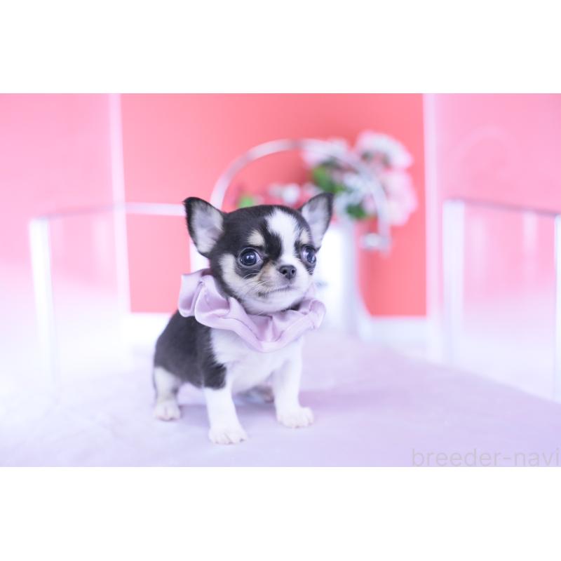 成約済の愛知県のチワワ(スムースコート)-432086の10枚目