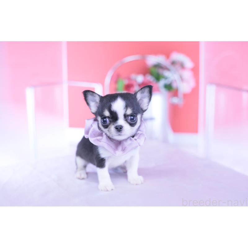 成約済の愛知県のチワワ(スムースコート)-432086の9枚目