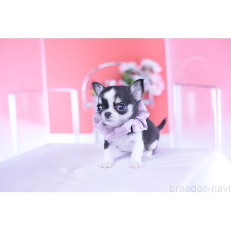 成約済の愛知県のチワワ(スムースコート)-432086の8枚目