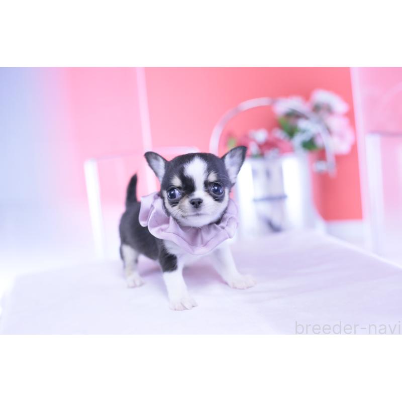 成約済の愛知県のチワワ(スムースコート)-432086の7枚目