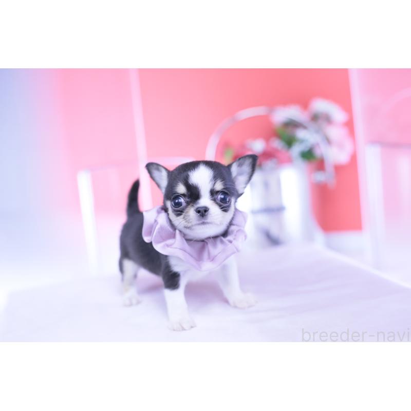 成約済の愛知県のチワワ(スムースコート)-432086の6枚目