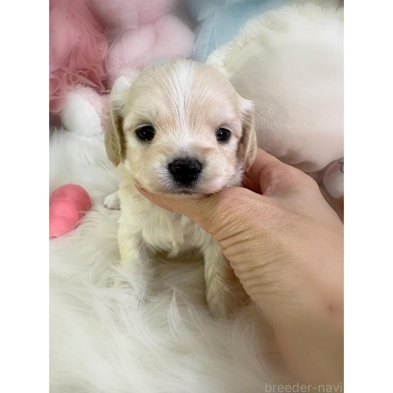 販売中の香川県のチワックス:チワワ×ミニチュアダックスフンド-435039の5枚目