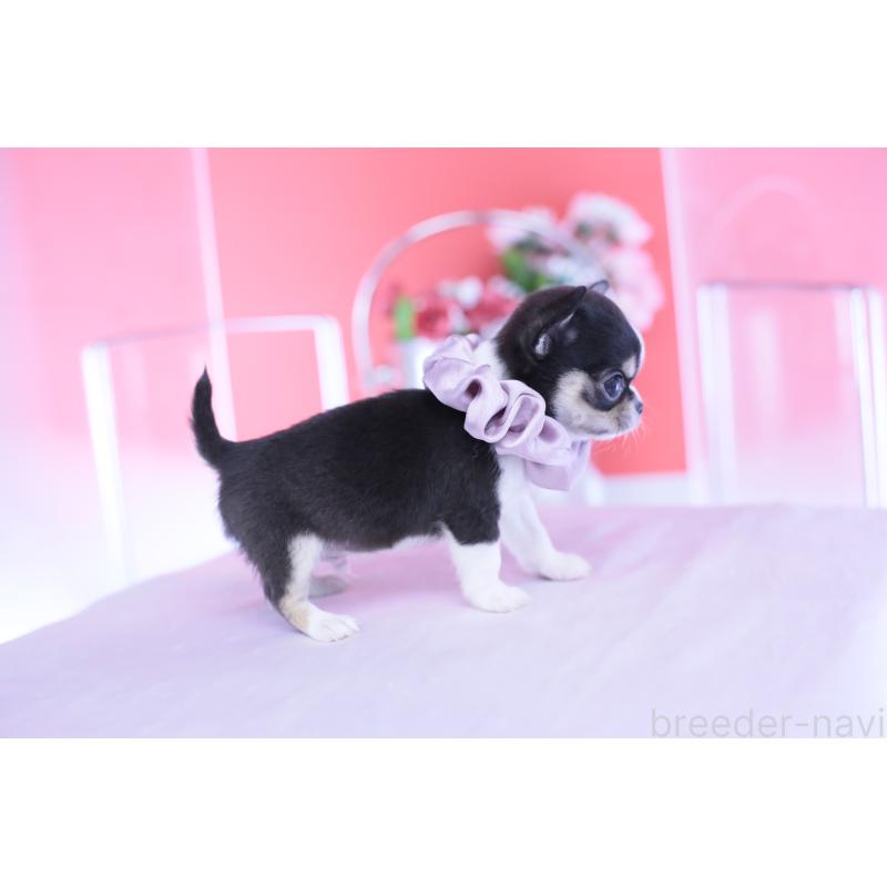 成約済の愛知県のチワワ(スムースコート)-432086の5枚目