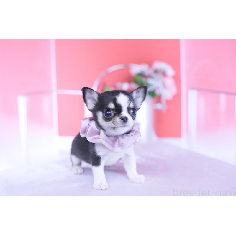 成約済の愛知県のチワワ(スムースコート)-432086の3枚目