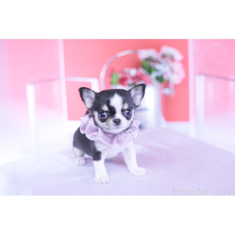 成約済の愛知県のチワワ(スムースコート)-432086の2枚目