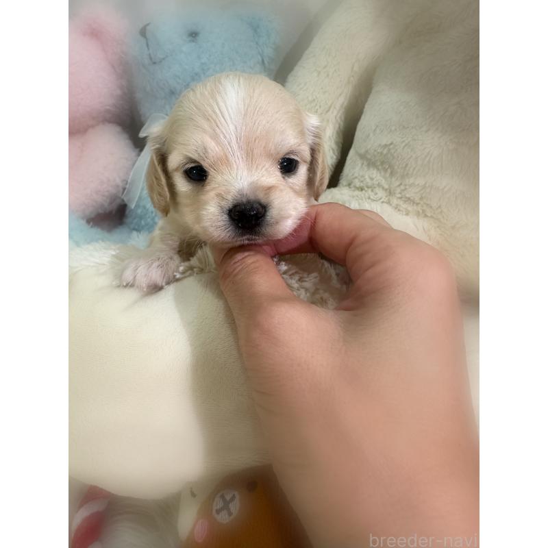 販売中の香川県のチワックス:チワワ×ミニチュアダックスフンド-435039の4枚目