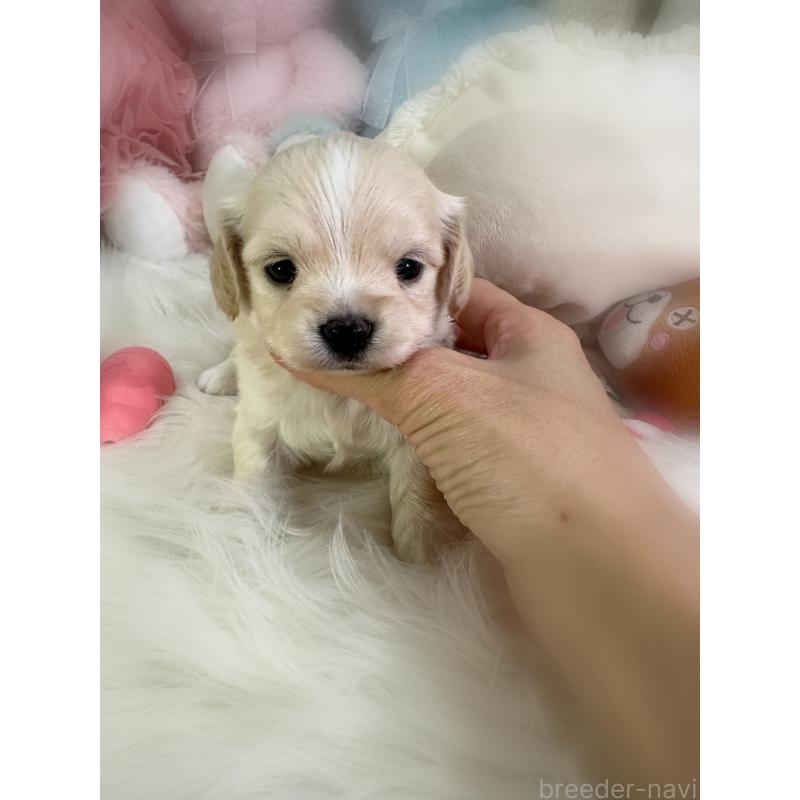 販売中の香川県のチワックス:チワワ×ミニチュアダックスフンド-435039の3枚目