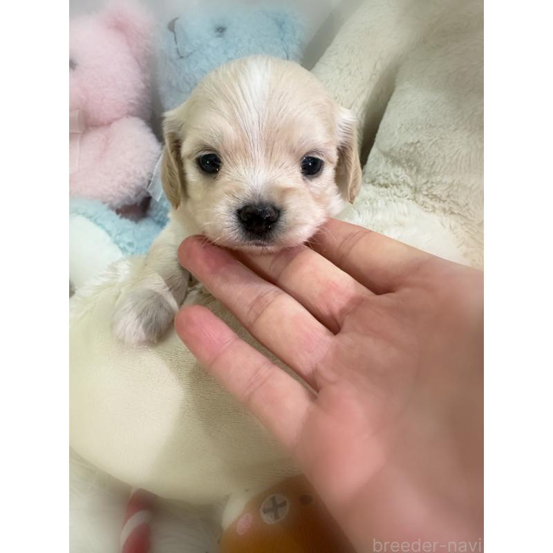 販売中の香川県のチワックス:チワワ×ミニチュアダックスフンド-435039の2枚目