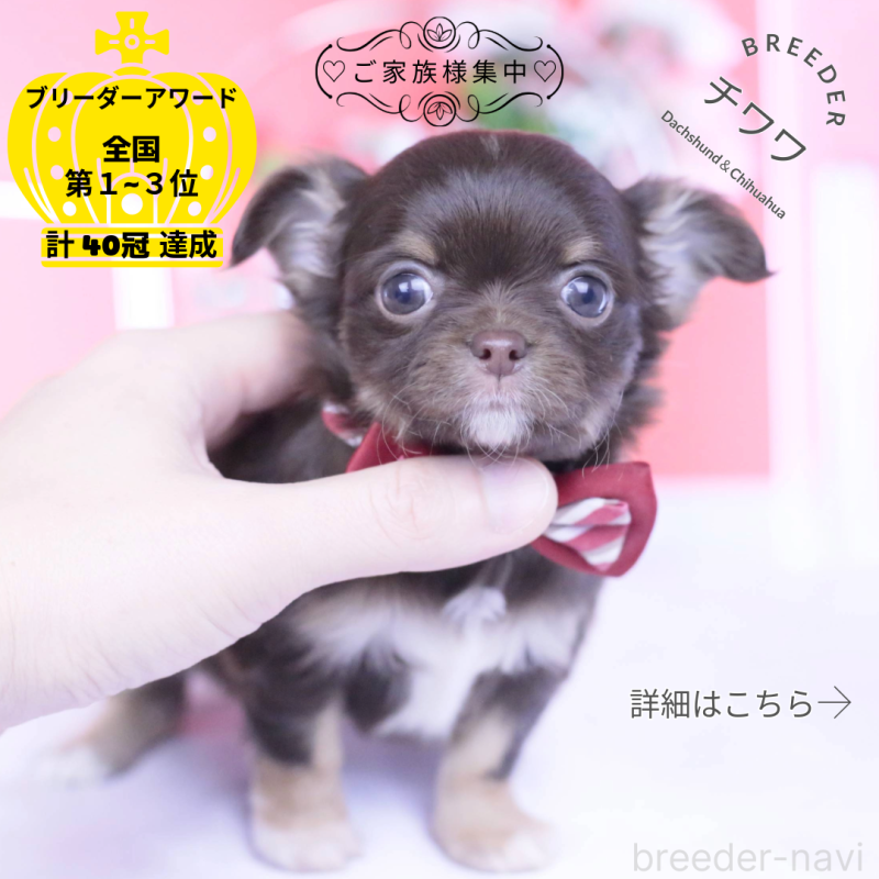 販売中ののチワワ(ロングコート)-433734