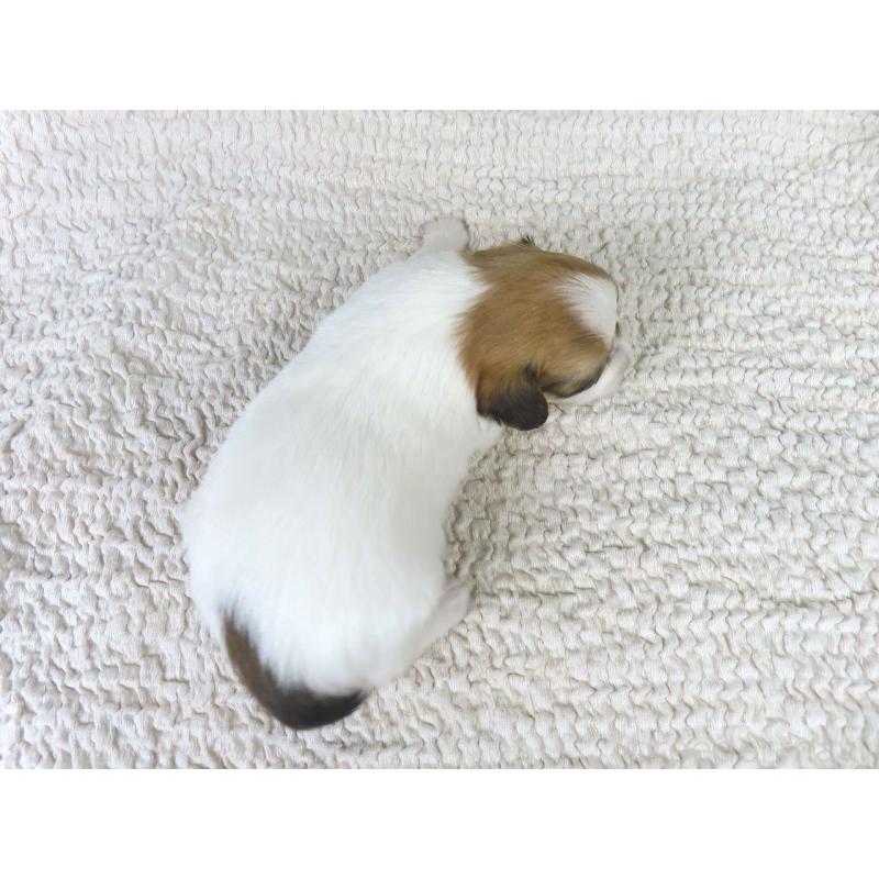 販売中の千葉県のパピヨン-435040の5枚目