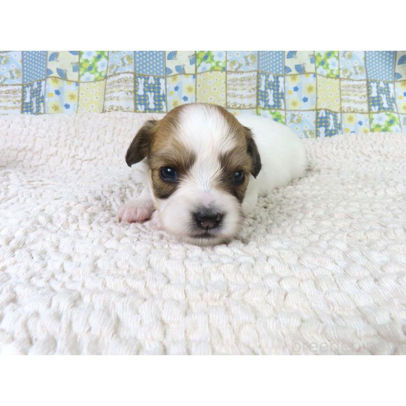 販売中の千葉県のパピヨン-435040の4枚目