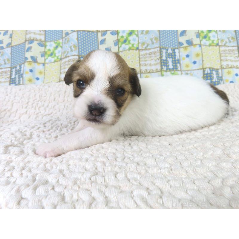 販売中の千葉県のパピヨン-435040の3枚目