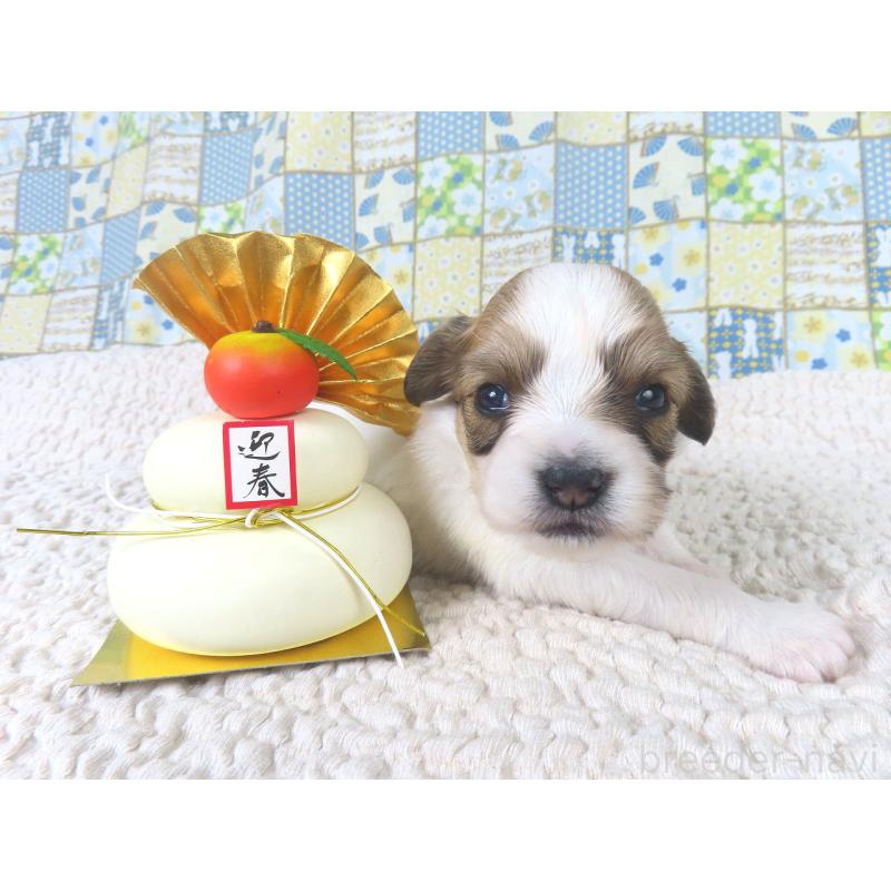 販売中の千葉県のパピヨン-435040の2枚目