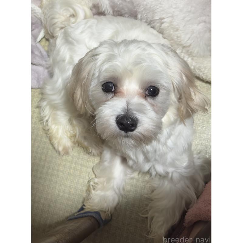 販売中の兵庫県のマルチーズ-434860の1枚目