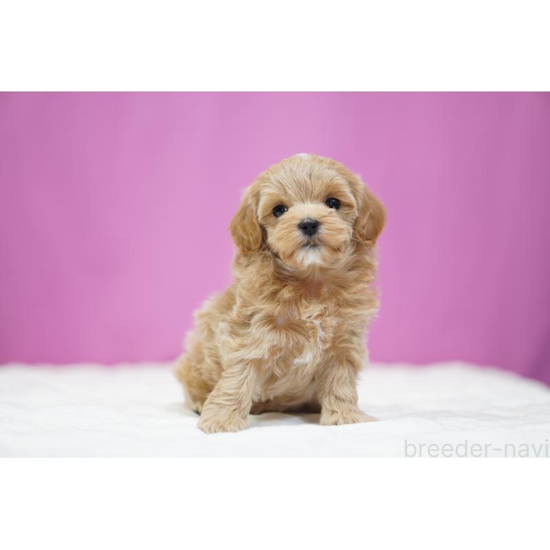 販売中の埼玉県のマルプー:マルチーズ×トイプードル-433047の4枚目