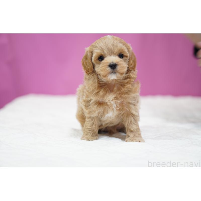 販売中の埼玉県のマルプー:マルチーズ×トイプードル-433047の3枚目