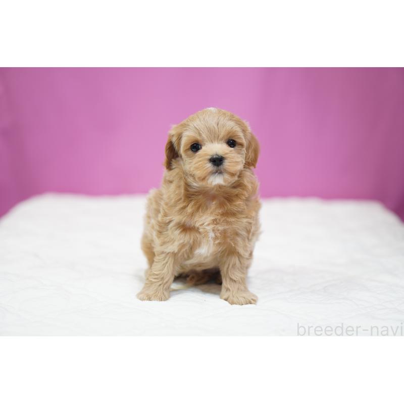 販売中の埼玉県のマルプー:マルチーズ×トイプードル-433047の2枚目