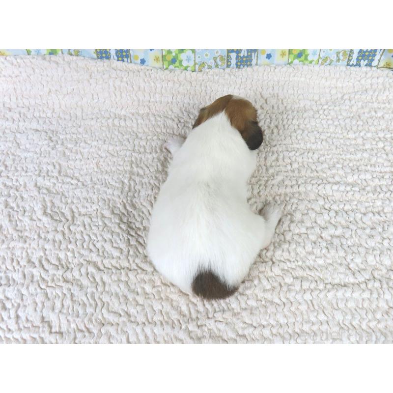 成約済の千葉県のパピヨン-435041の5枚目