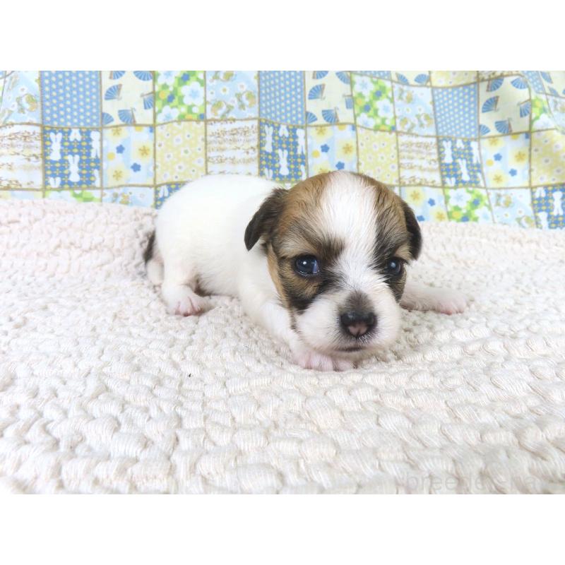 成約済の千葉県のパピヨン-435041の4枚目