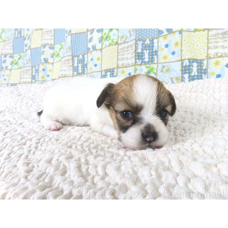 成約済の千葉県のパピヨン-435041の3枚目