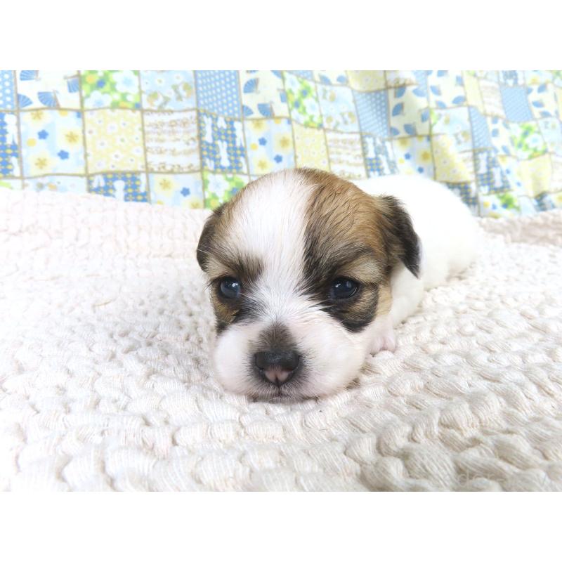 成約済の千葉県のパピヨン-435041の2枚目