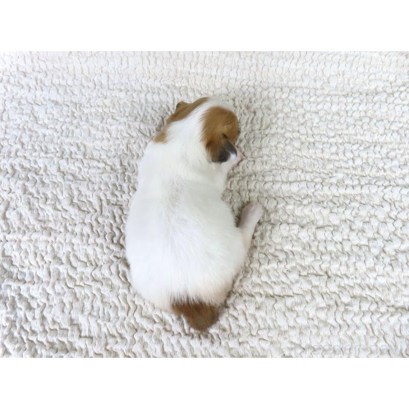 商談中の千葉県のパピヨン-435042の5枚目