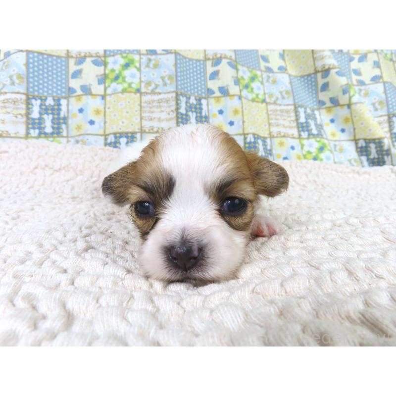 商談中の千葉県のパピヨン-435042の4枚目