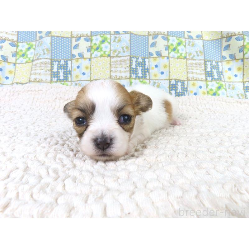 商談中の千葉県のパピヨン-435042の3枚目