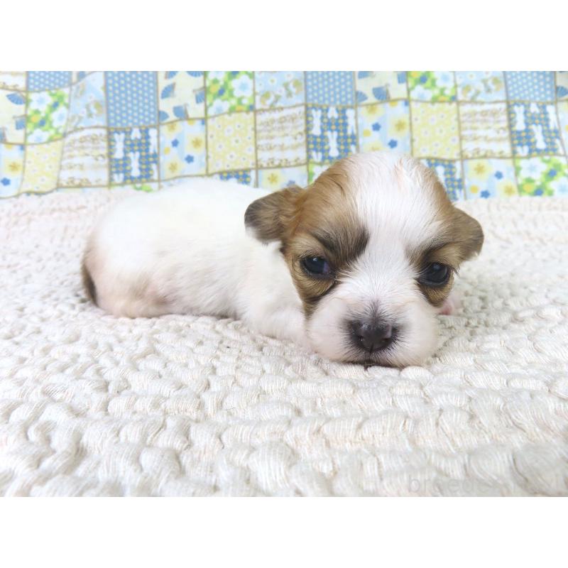 商談中の千葉県のパピヨン-435042の2枚目